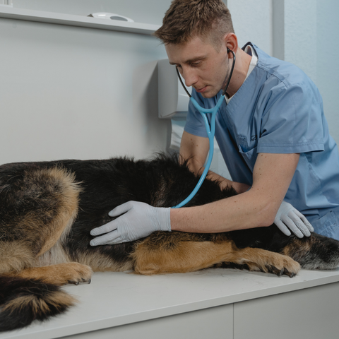 Vétérinaire qui soigne un berger allemand d'un retournement d'estomac, le chien est allongé et a mal pendant que le vétérinaire l'occulte 