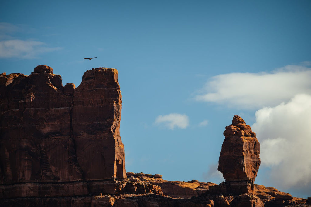 Bird flying over rocks - Desert - National Parks