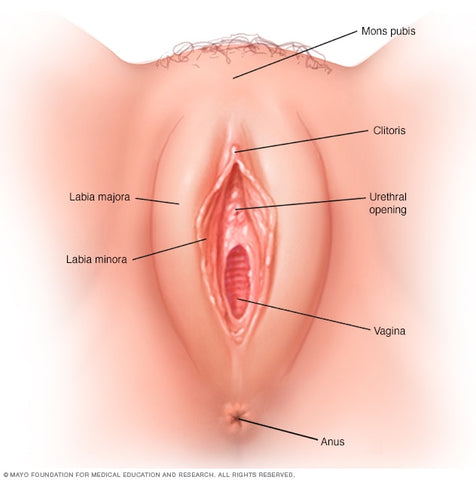 Vulva Illustration, Riley period care