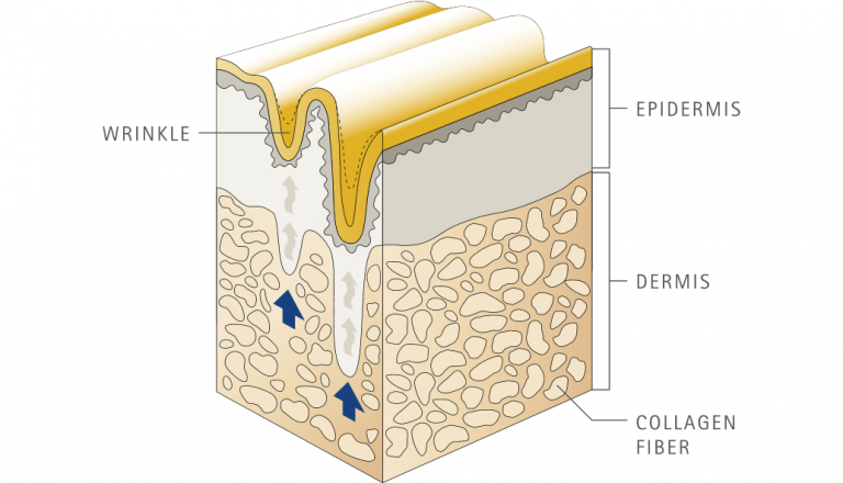 Kollagen i hudens lager och hur kollagen fungerar - Kollagendirekt.se