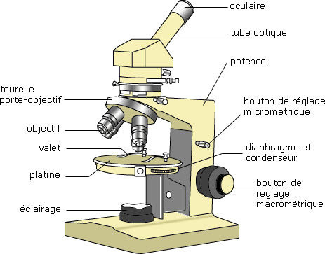 Préparer une lame pour le microscope 