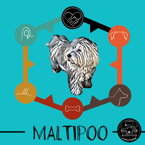 Maltipoo Dog