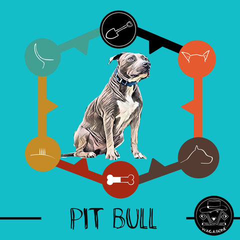 PIT BULL