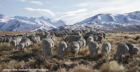 New Zealand merino sheep in their natural environment