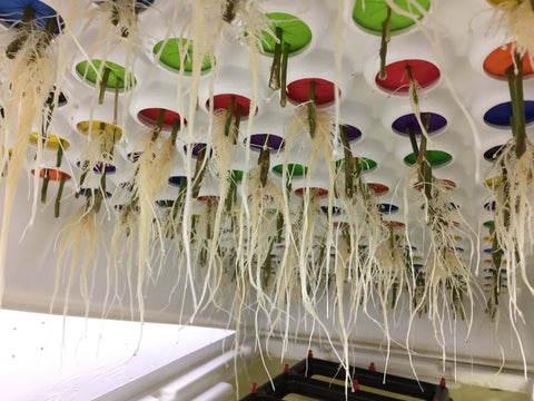 Healthy plant roots from a hydroponic system using Silica Earth.