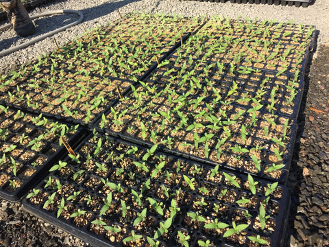 Seedling trays ready for transplanting with Silica Earth used in top soil.