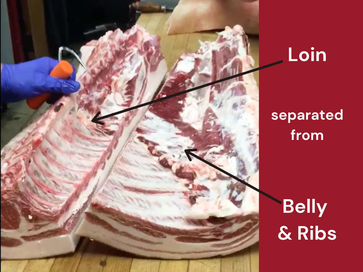 An image that shows a pigs center primal cut in half to separate the loin from the belly and ribs. Arrows from the right point out the different primal sections.