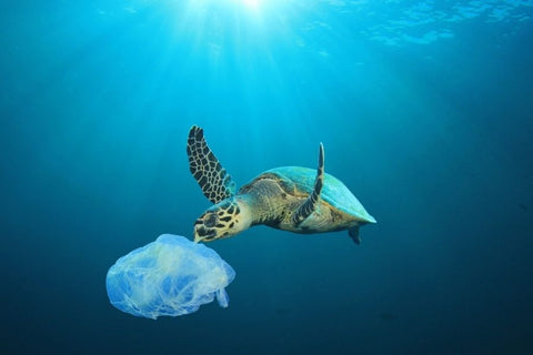 Skildpadde med plastikpose
