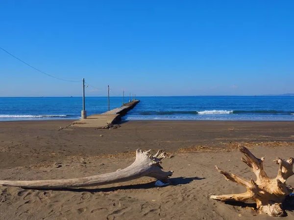 Driftwood on the beach