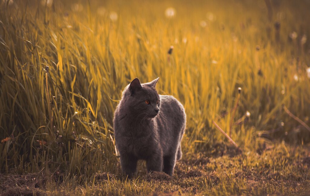 Cat’s circadian rhythm has been changed because of the invention of artificial lighting