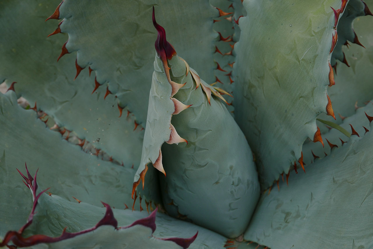 Agave Cupreata (o también llamado papalote)