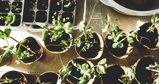 Cómo hacer un huerto urbano en casa, macetas con plantas