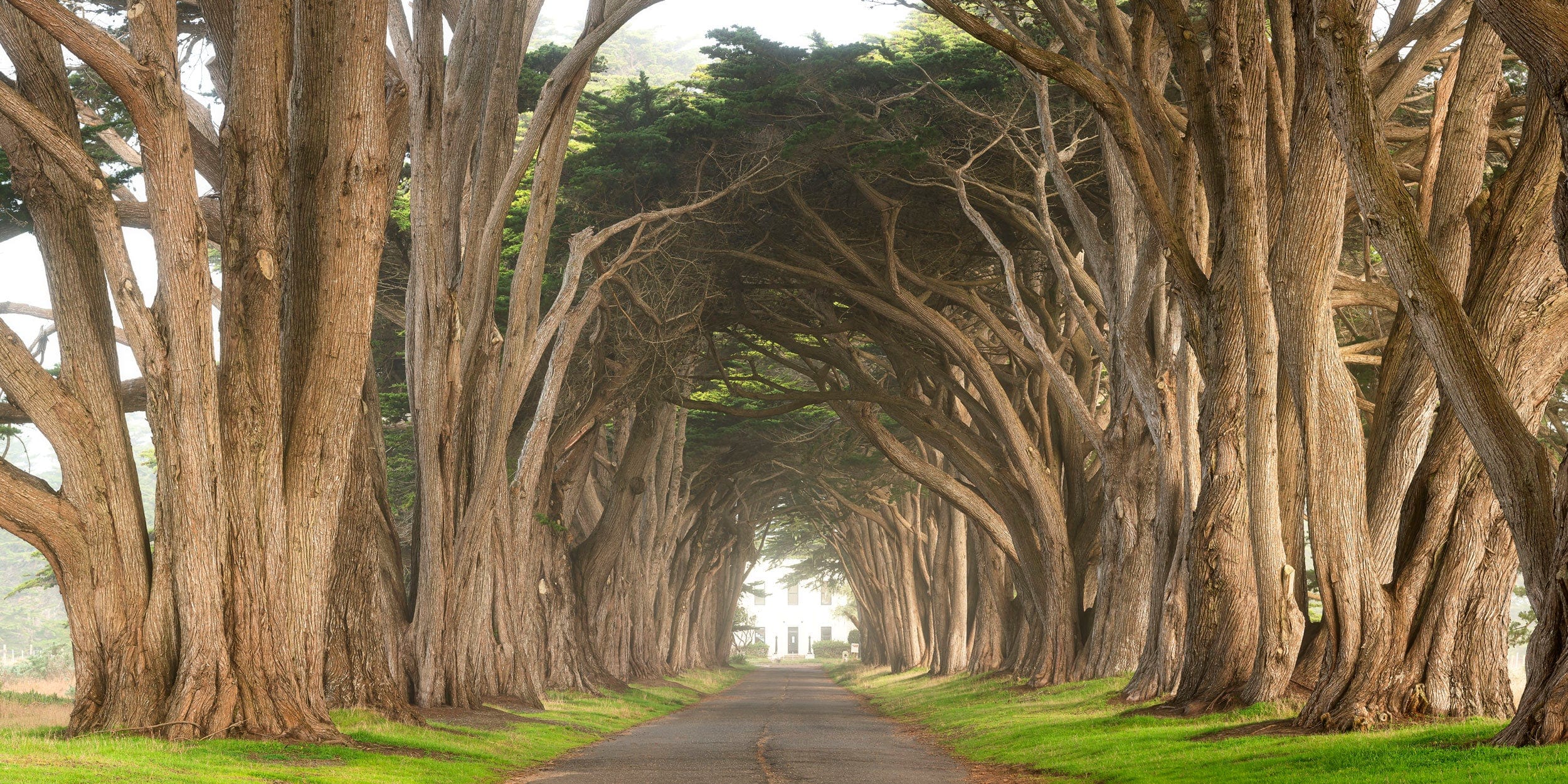 A fine art nature and landscape photograph of the famous cypress tree tunnel at Point Reyes National Seashore in Northern California, a family-friendly weekend getaway at the coast outside of San Francisco.