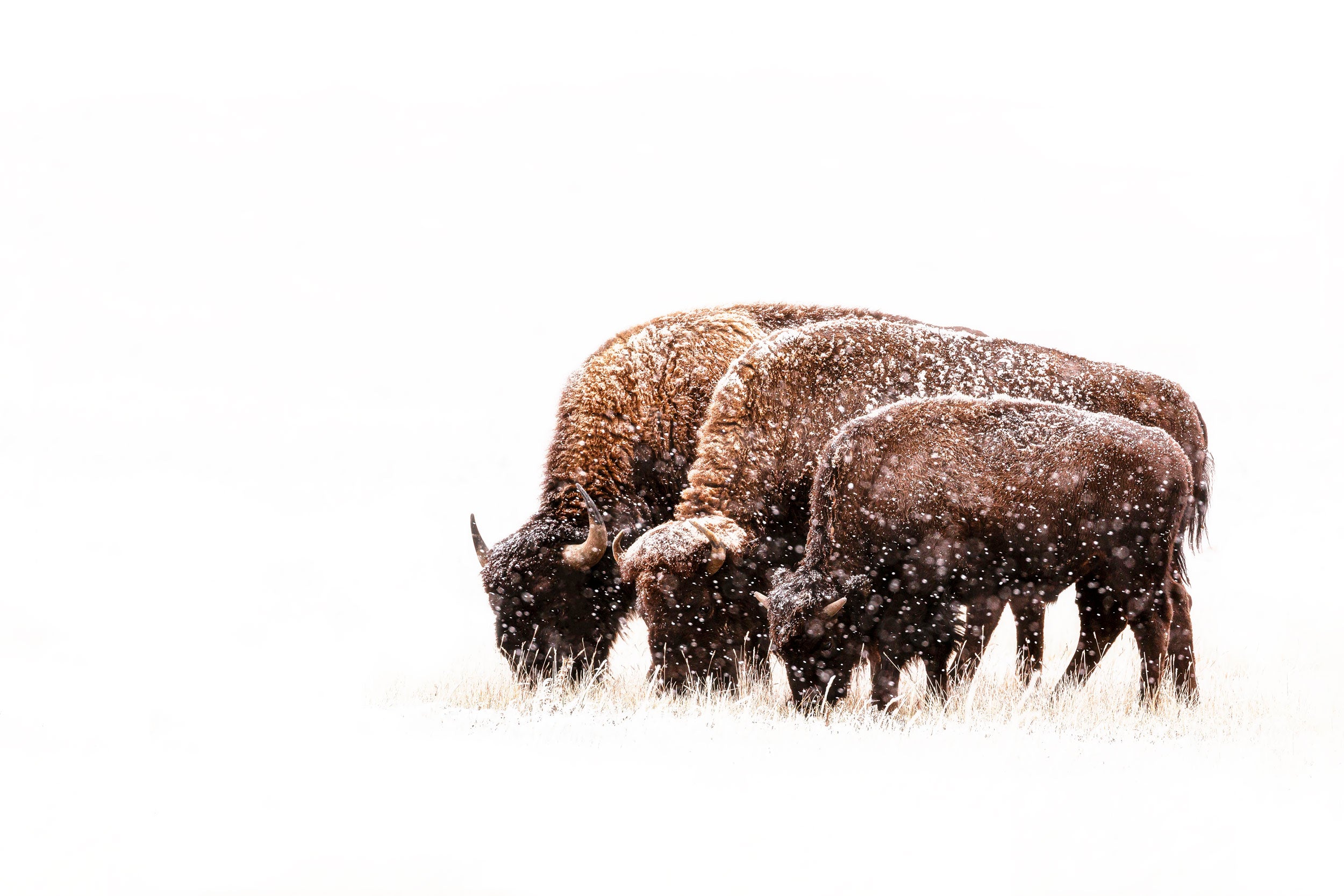 A Lars Gesing Fine Art Nature photograph of bison in the snow near Denver, Colorado, at the Rocky Mountain Wildlife Arsenal, a bestselling artwork.