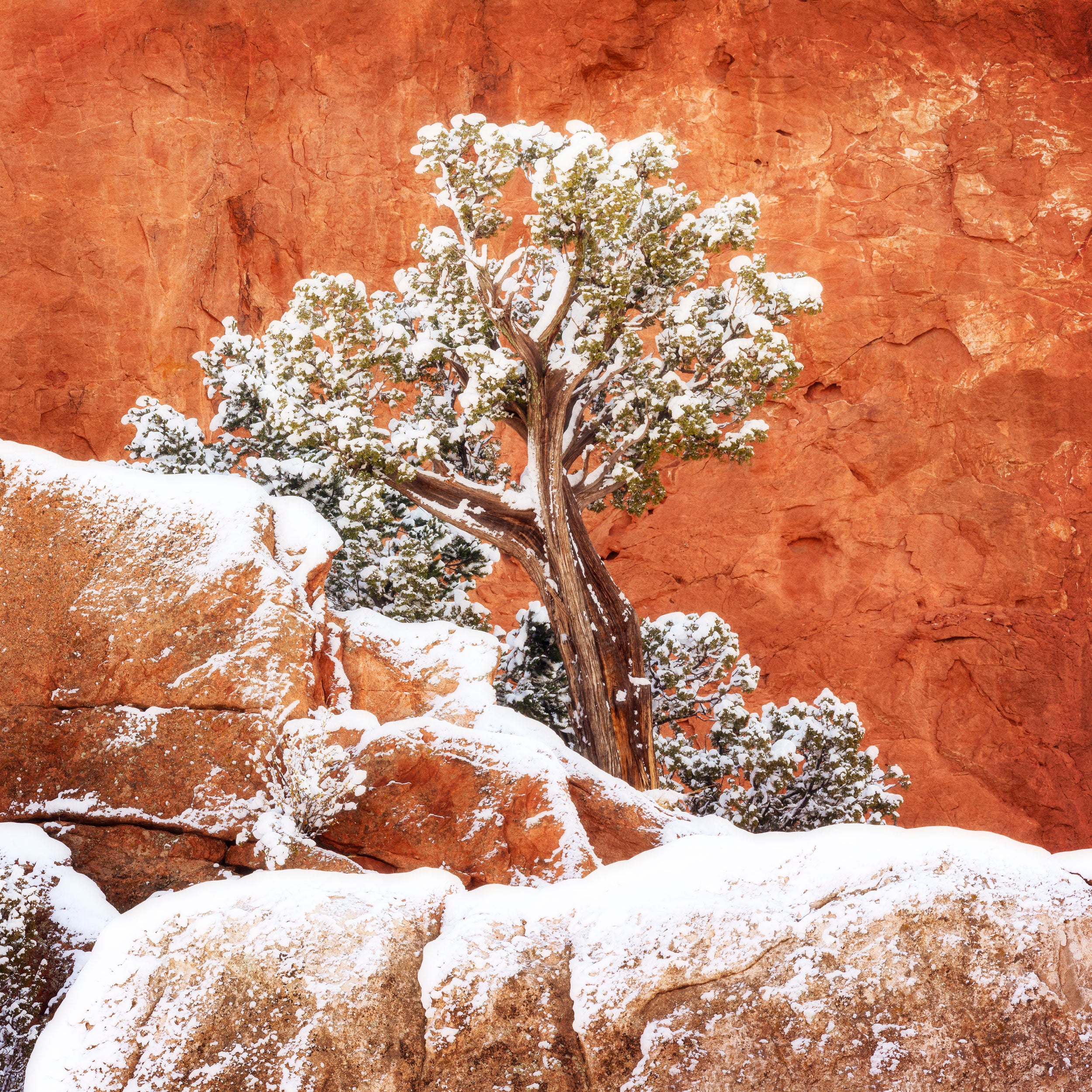 A Lars Gesing Fine Art Nature photograph of a snow-covered tree in the Garden of the Gods near Colorado Springs, an easy, family-friendly weekend hike on the Colorado Front Range.