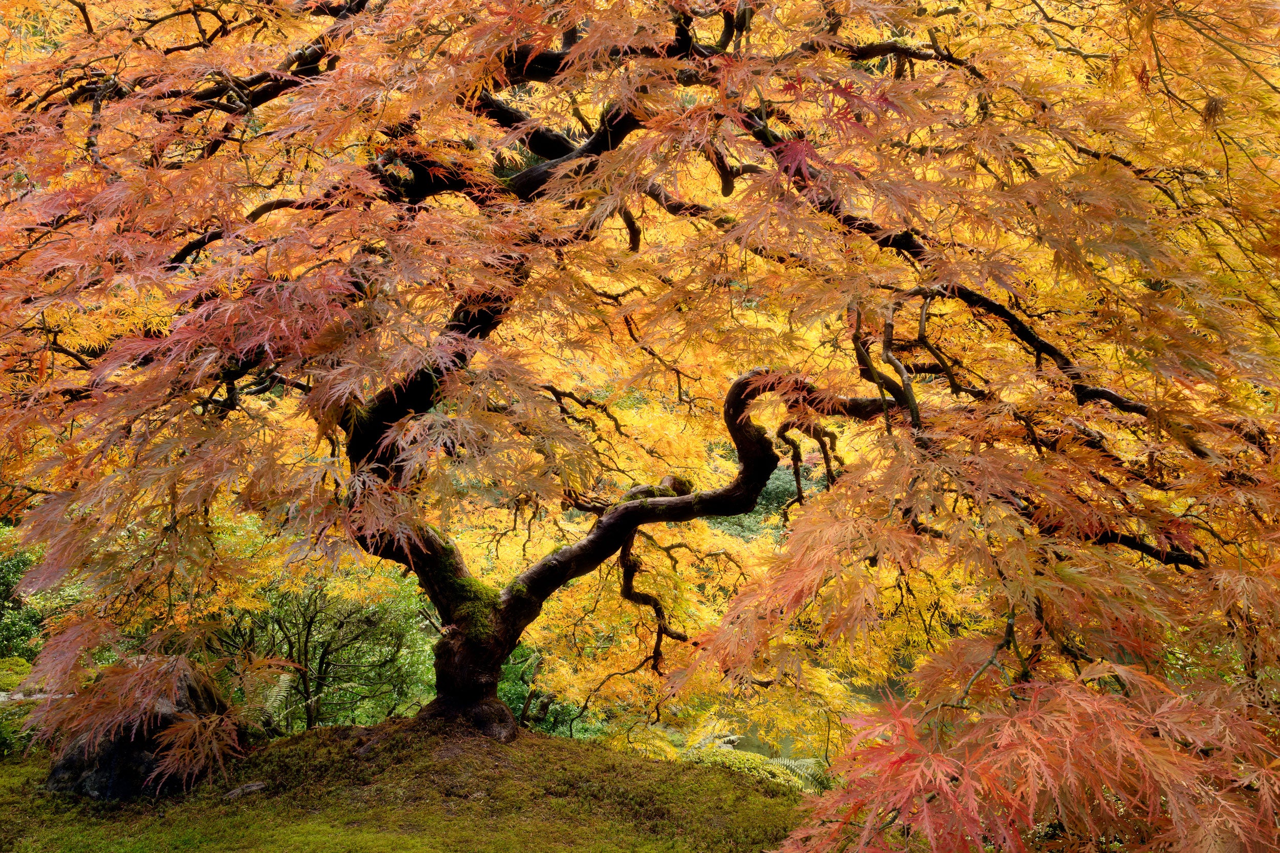 A Lars Gesing fine art nature photograph of the famous Japanese Maple tree at the Portland Japanese Garden during peak fall color season. The best time to see the fall colors in the Pacific Northwest is late September and October.