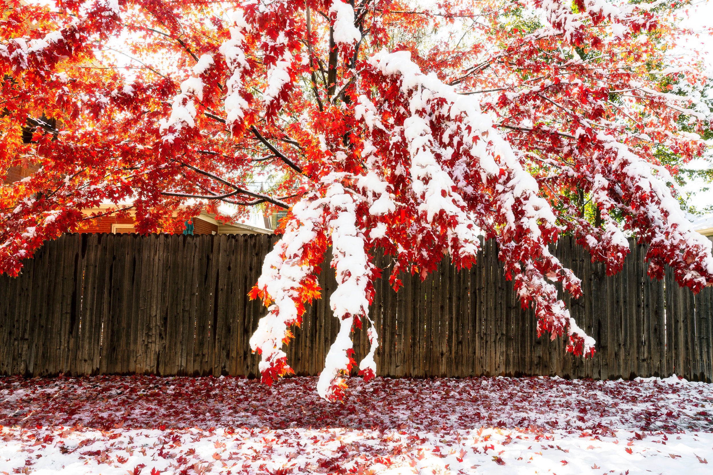 A Lars Gesing fine art nature photograph of a snowy tree in the Highlands neighborhood of Denver, Colorado, an artwork celebrating the legacy of the great Mr. Rogers.