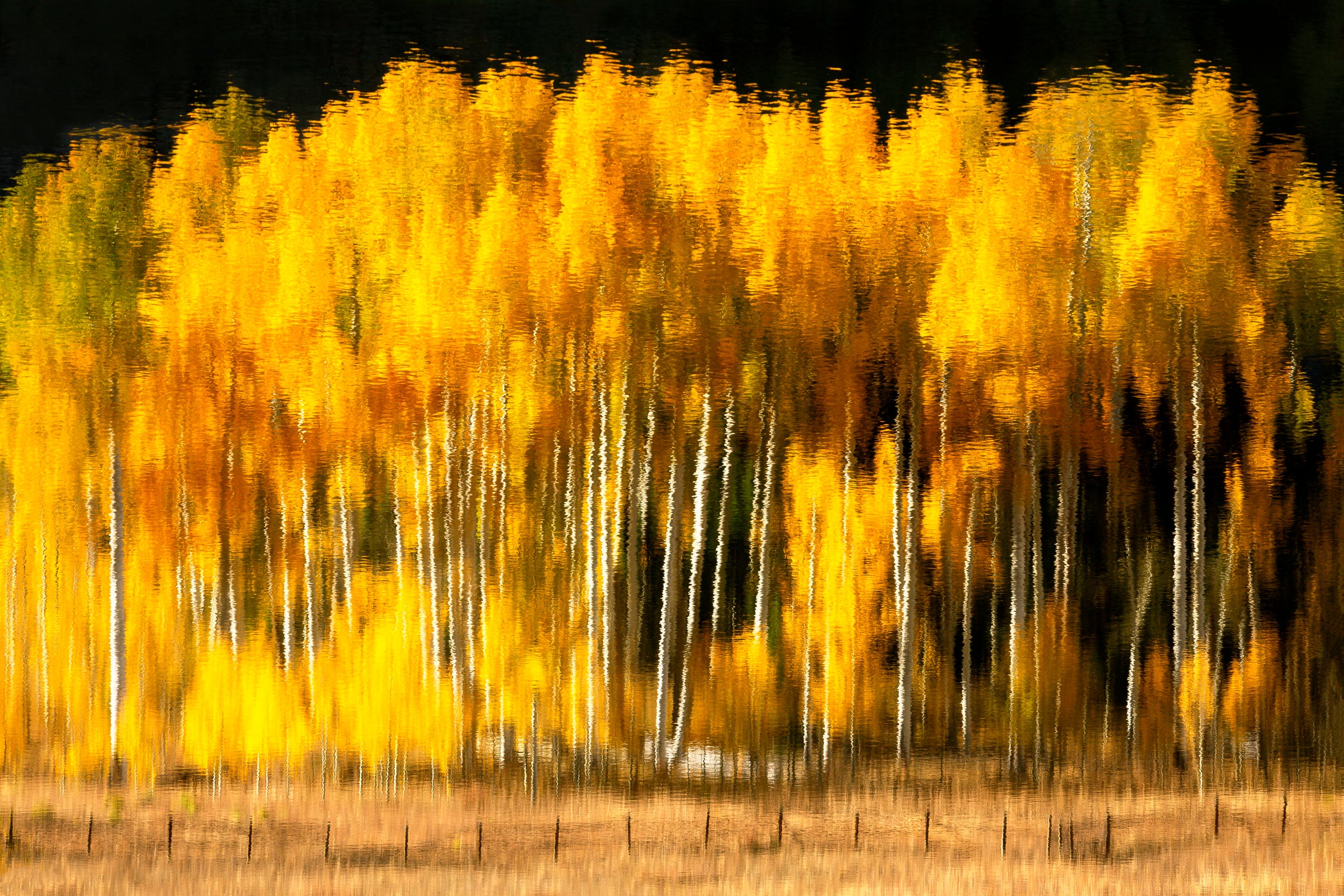 A Lars Gesing fine art nature photograph of a stand of aspens being reflected on Rowdy lake on Owl Creek Pass near Ridgway, Colorado, one of the best places to see the fall colors in Colorado.