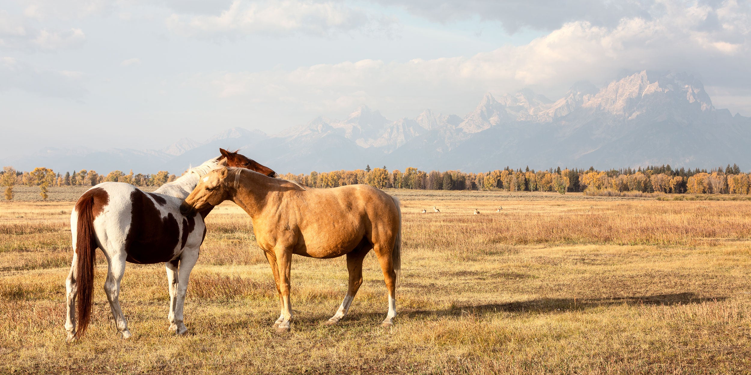 A Lars Gesing fine art nature image of two horses not meant for horseback riding trips in Grand Teton National Park near Jackson Hole, Wyoming, a great place to see wildlife, at the peak of fall colors. The best time to see fall colors in Grand Teton National Park is usually in late September.