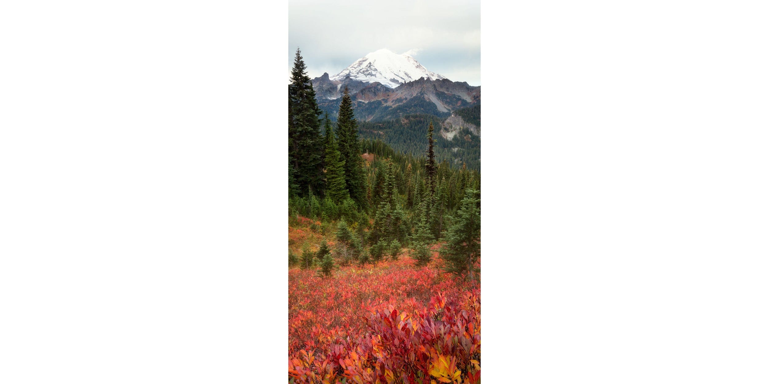 A fine art nature and landscape photograph of fall colors in the Sunrise portion of Mount Rainier National Park near Seattle, Washington. Panorama artwork is a great way to make a room look bigger.