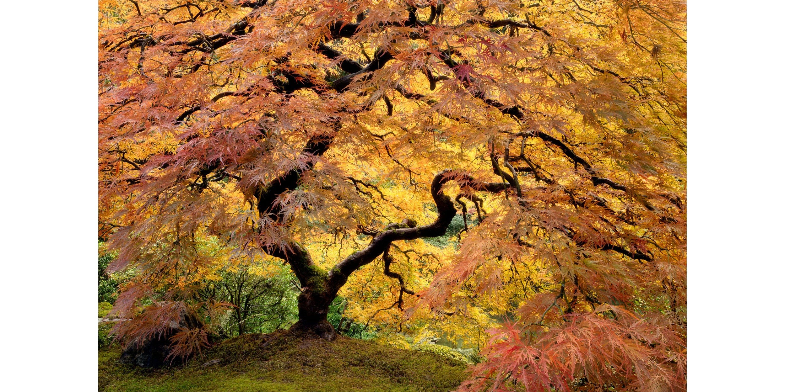 A fine art nature and landscape photograph of the famous Japanese maple tree at peak fall color at the Portland Japanese Garden. If you are wondering, When is the best time to see the fall colors at Portland Japanese Garden, the answer is usually in late October.