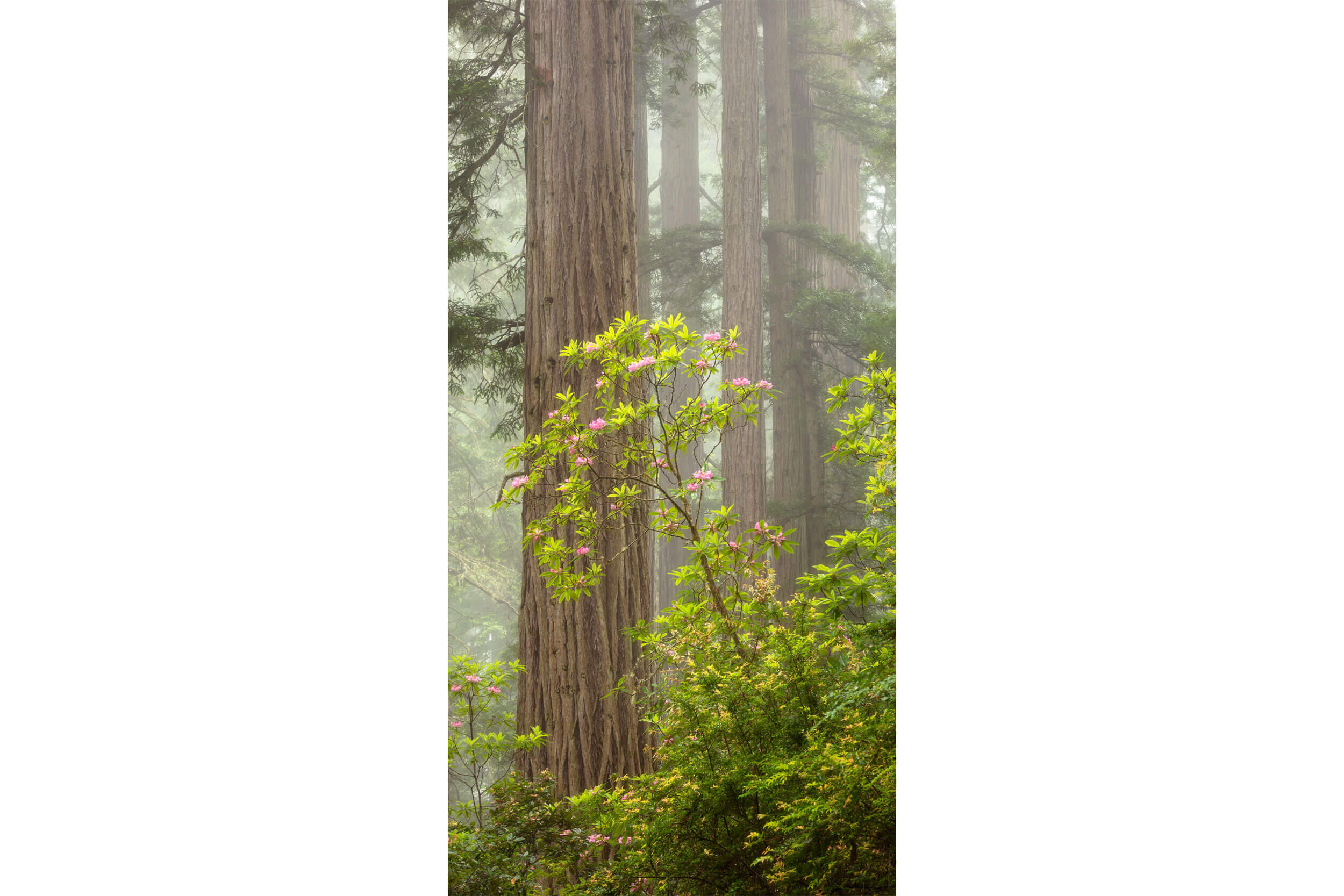 A redwoods picture with a blooming rhododendron from Del Norte Redwoods State Park in California.