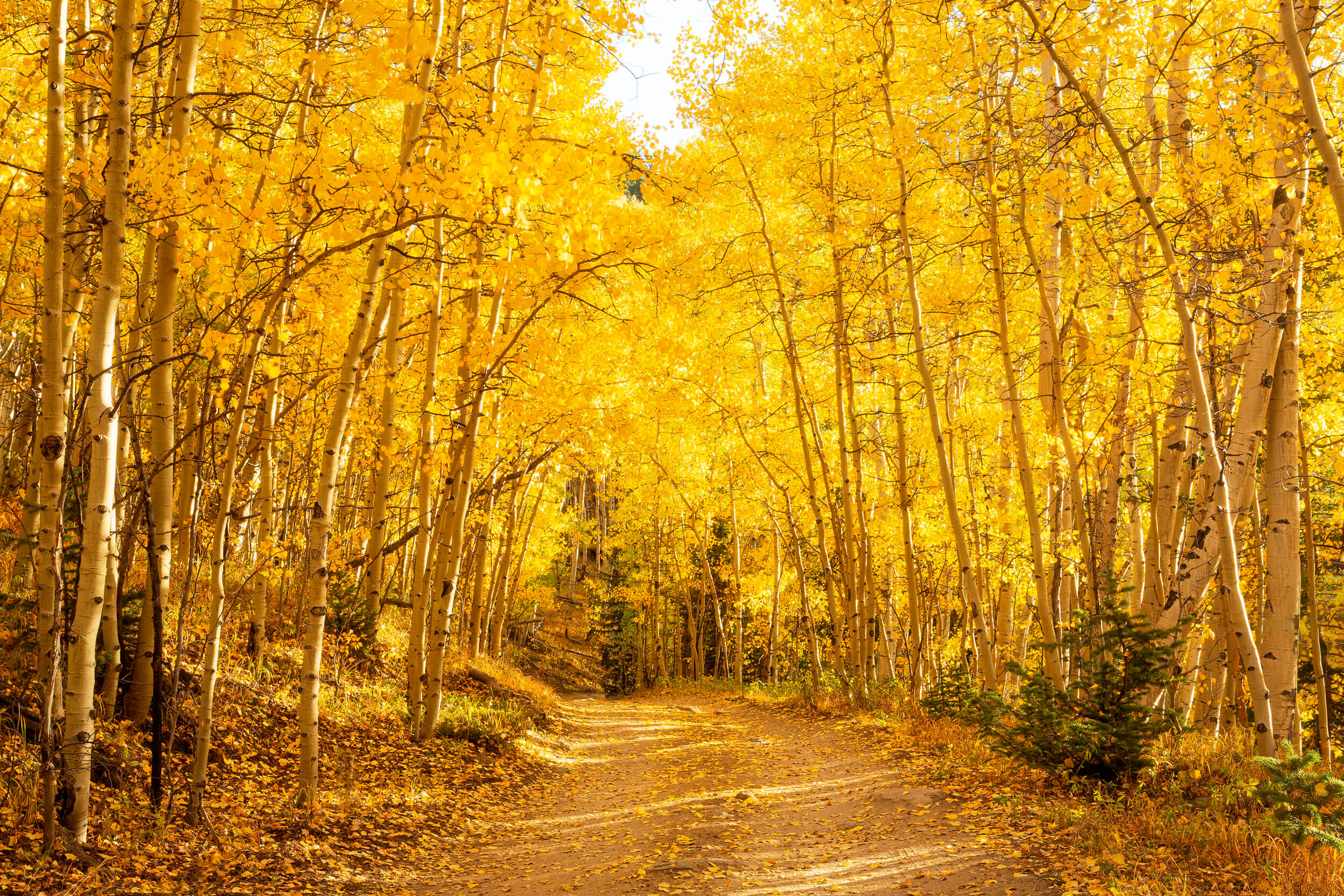 A picture of aspen trees on Kebler Pass, one of the best places to see fall colors near Denver.