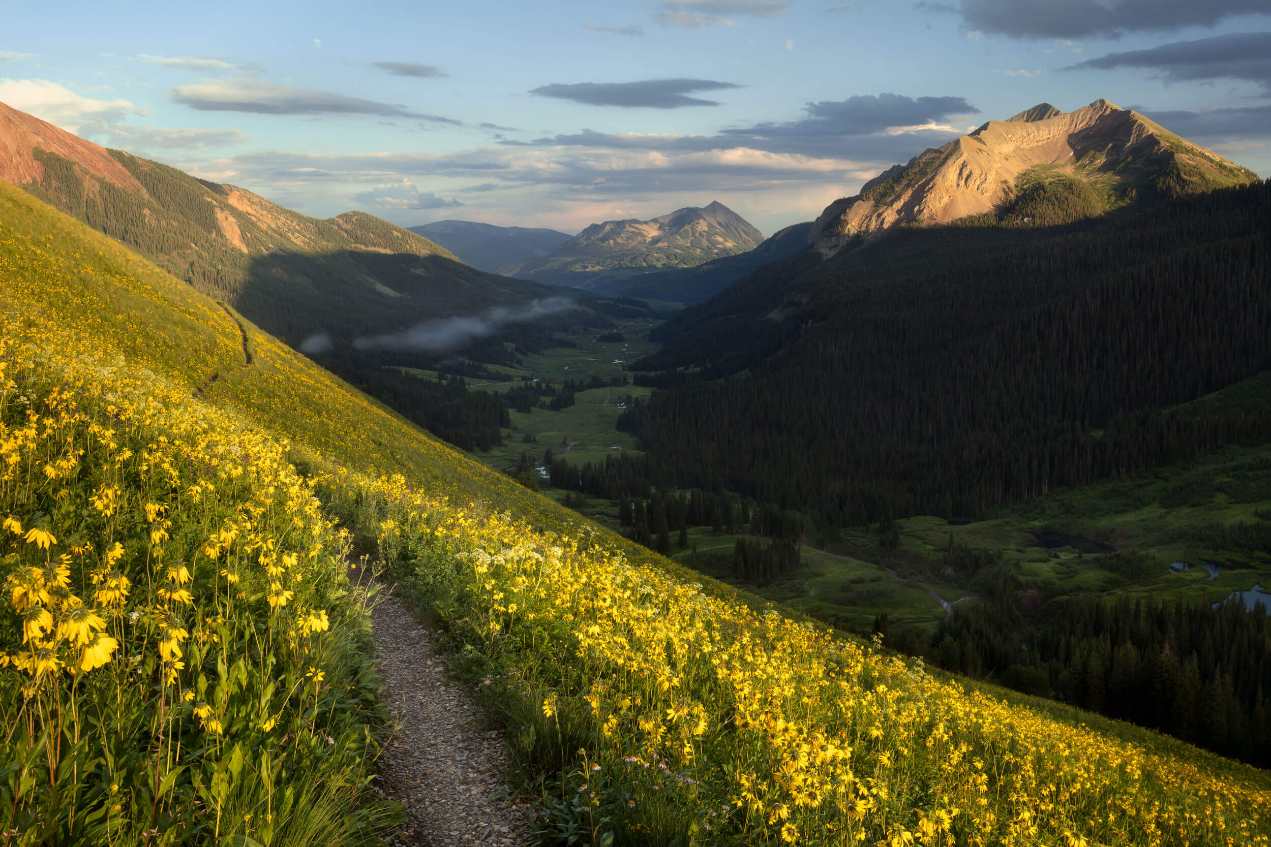 A Crested Butte wildflower picture from the 401 Trail in Colorado.