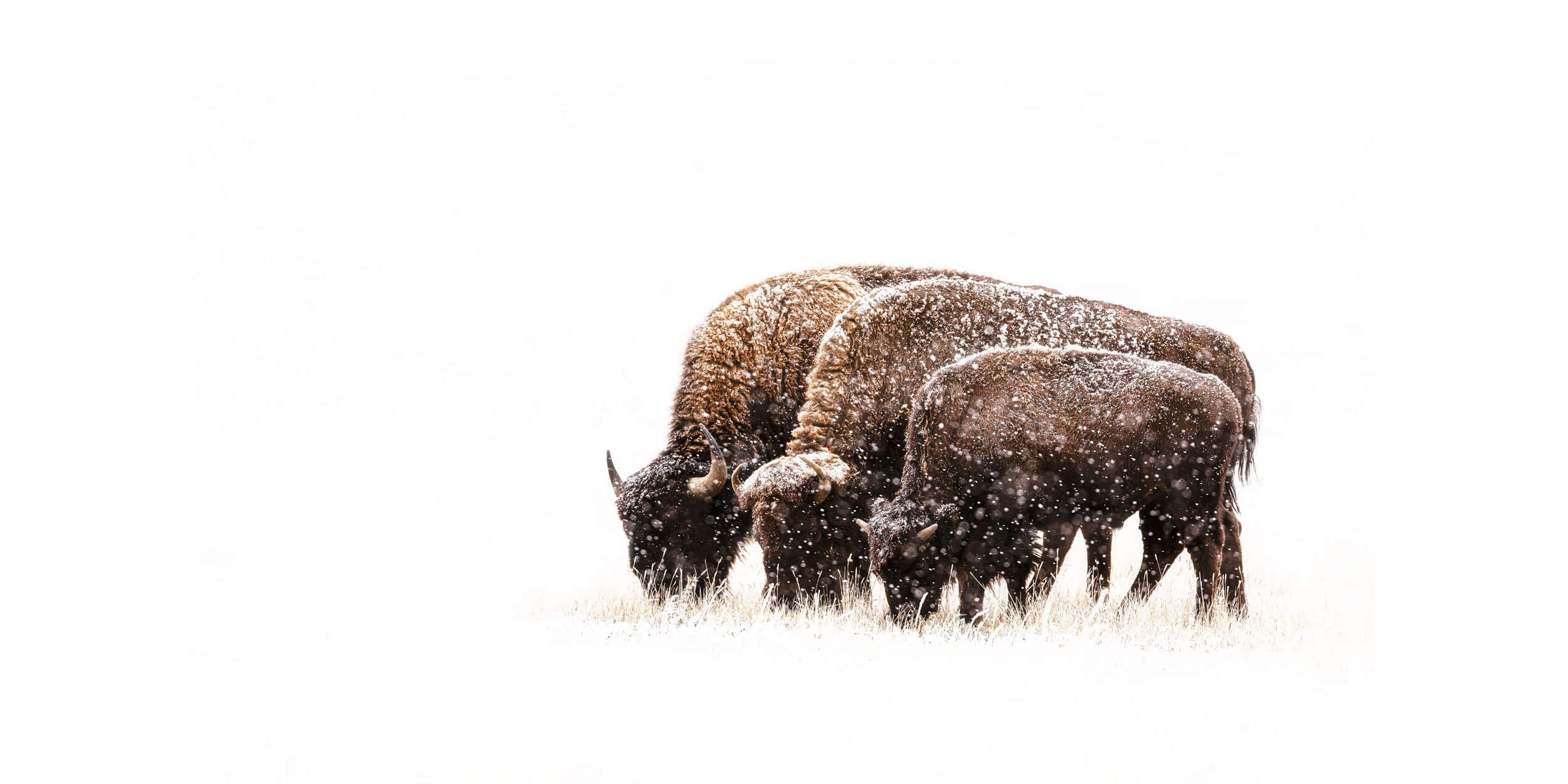 This piece of Denver art shows bison at the Rocky Mountain Wildlife Arsenal.