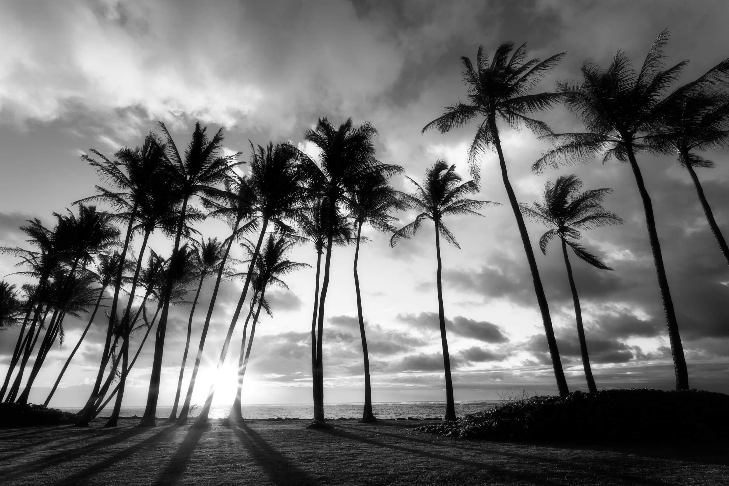 A picture of palm trees at sunrise in Kapaa on Kauai.