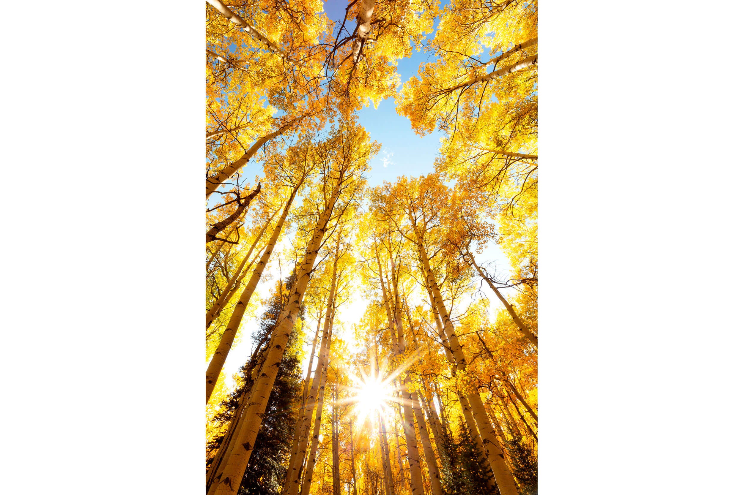 A picture of aspen trees taken on Kebler Pass during the best time to see fall colors in Crested Butte.