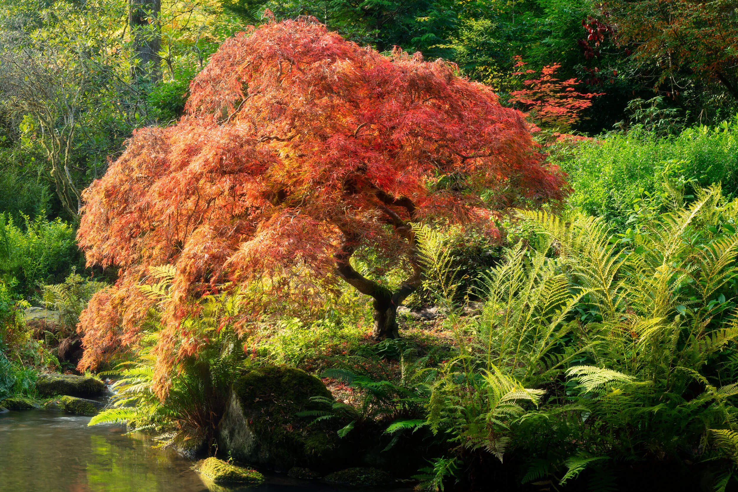 A Japanese maple tree during the best time for fall colors at Kubota Garden in Seattle.