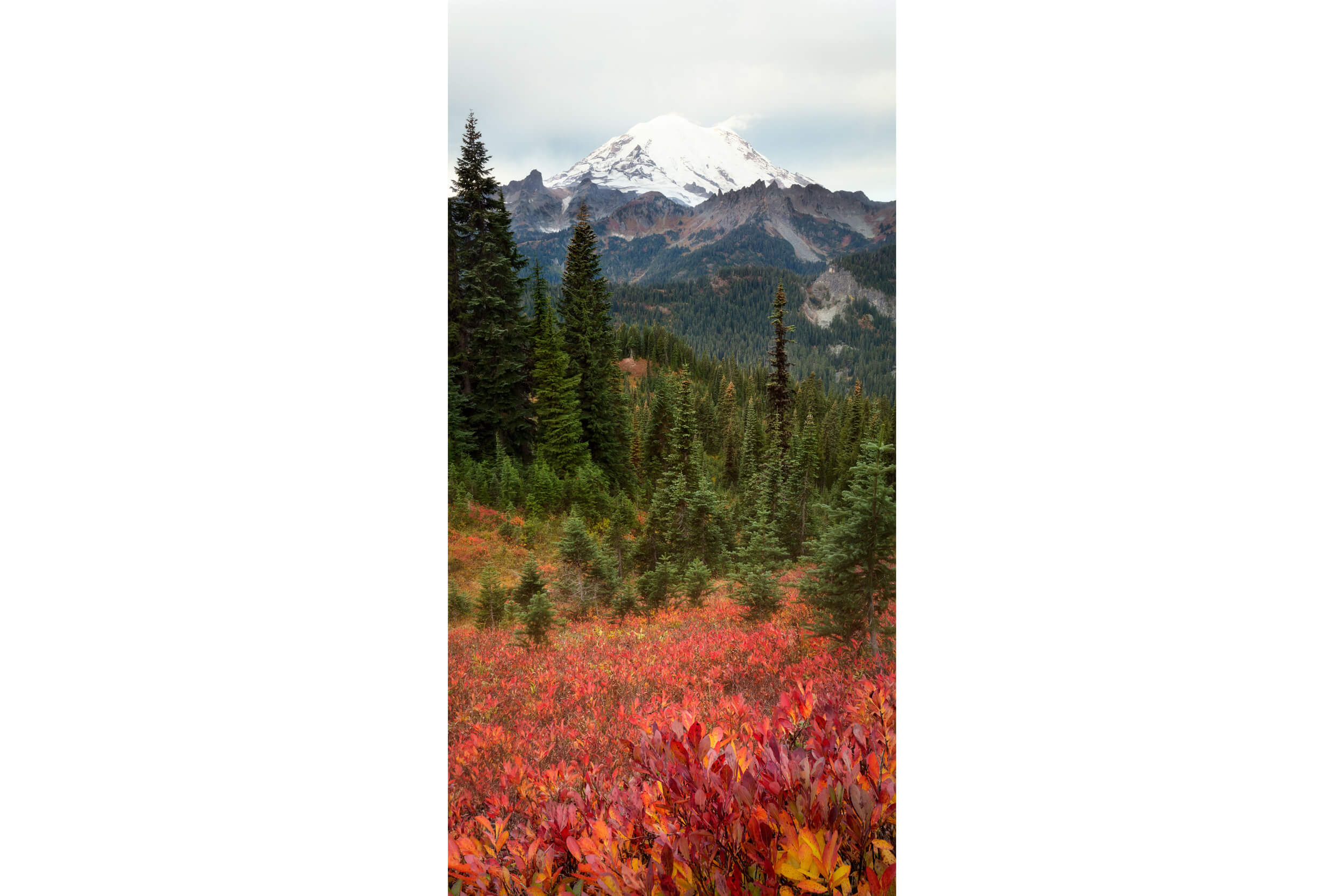A picture of Mount Rainier National Park fall colors.