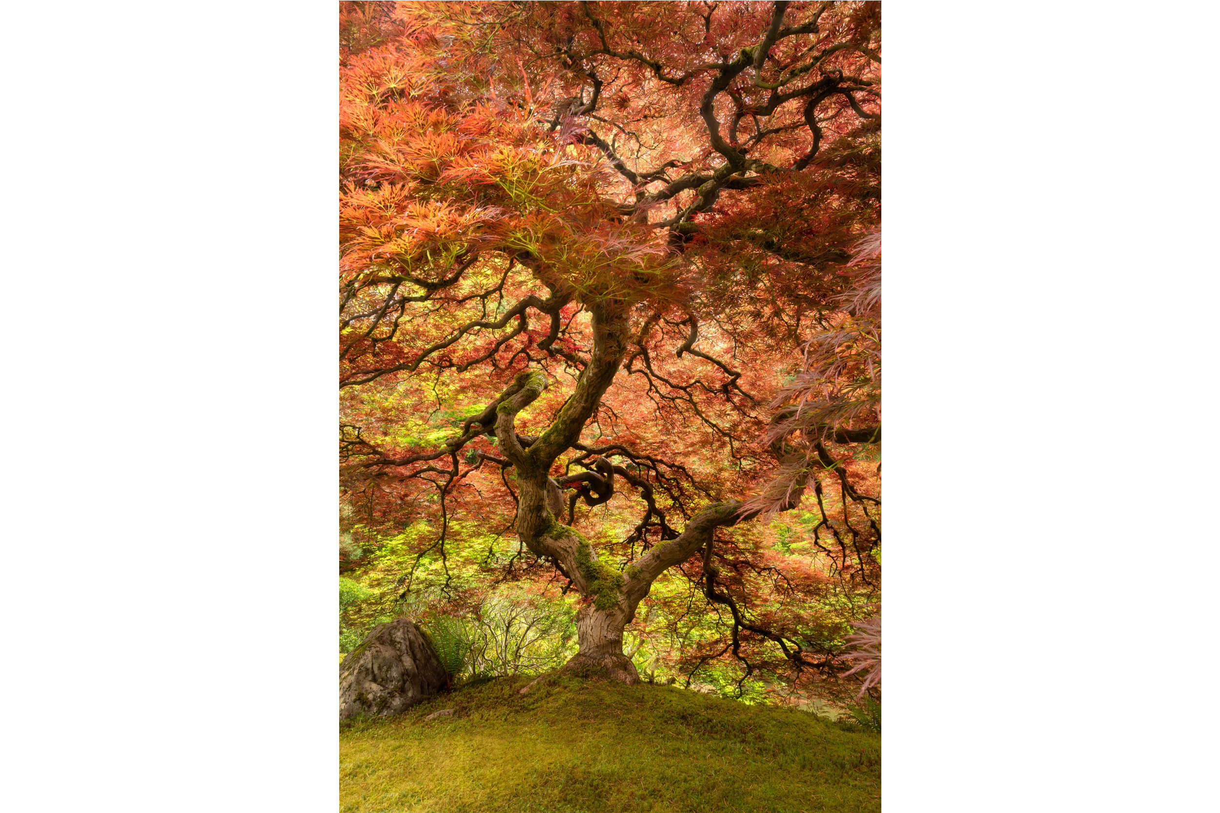 A picture of a maple tree at Portland Japanese Garden.