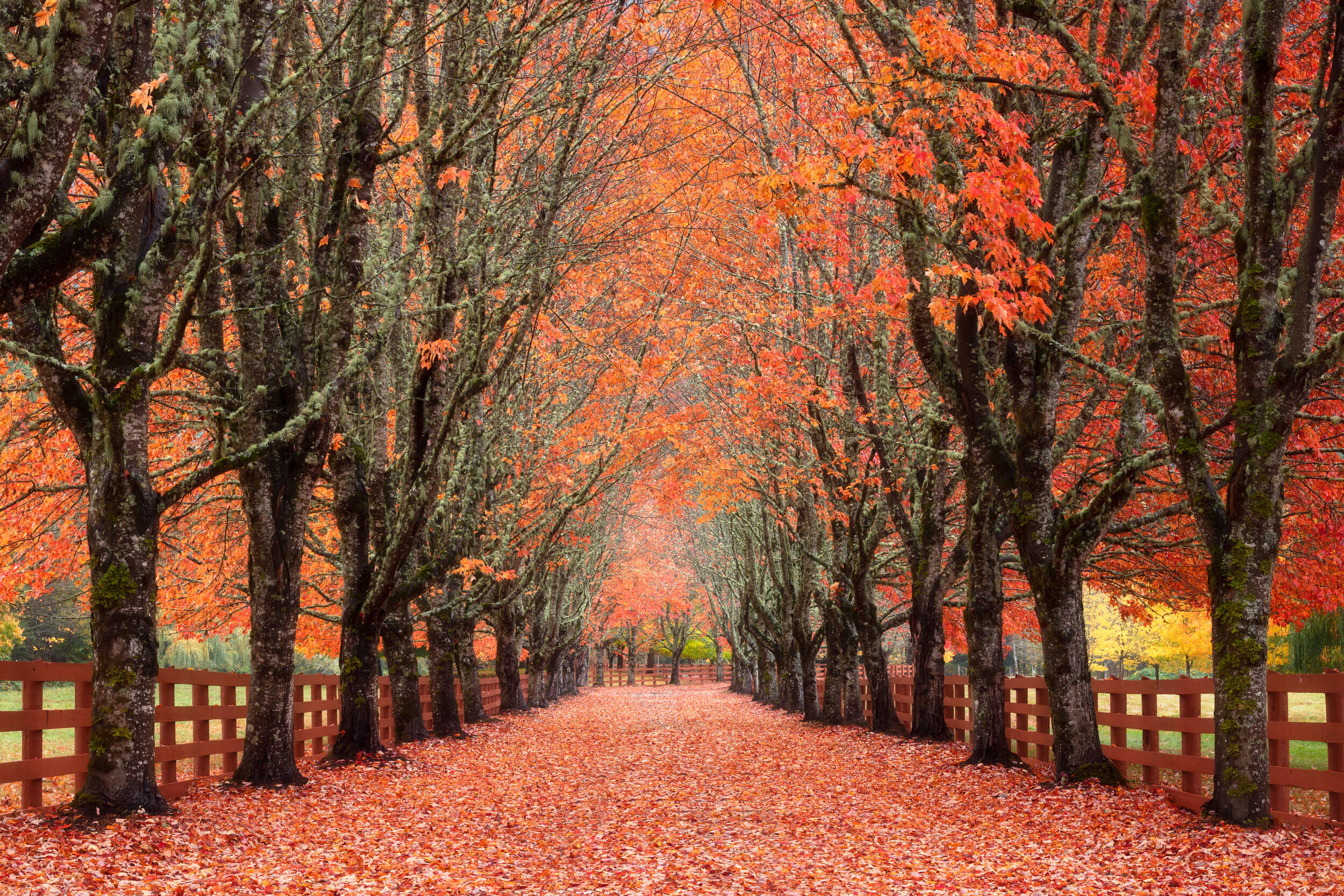 This piece of Seattle art shows Rockwood Farm in Snoqualmie in fall.