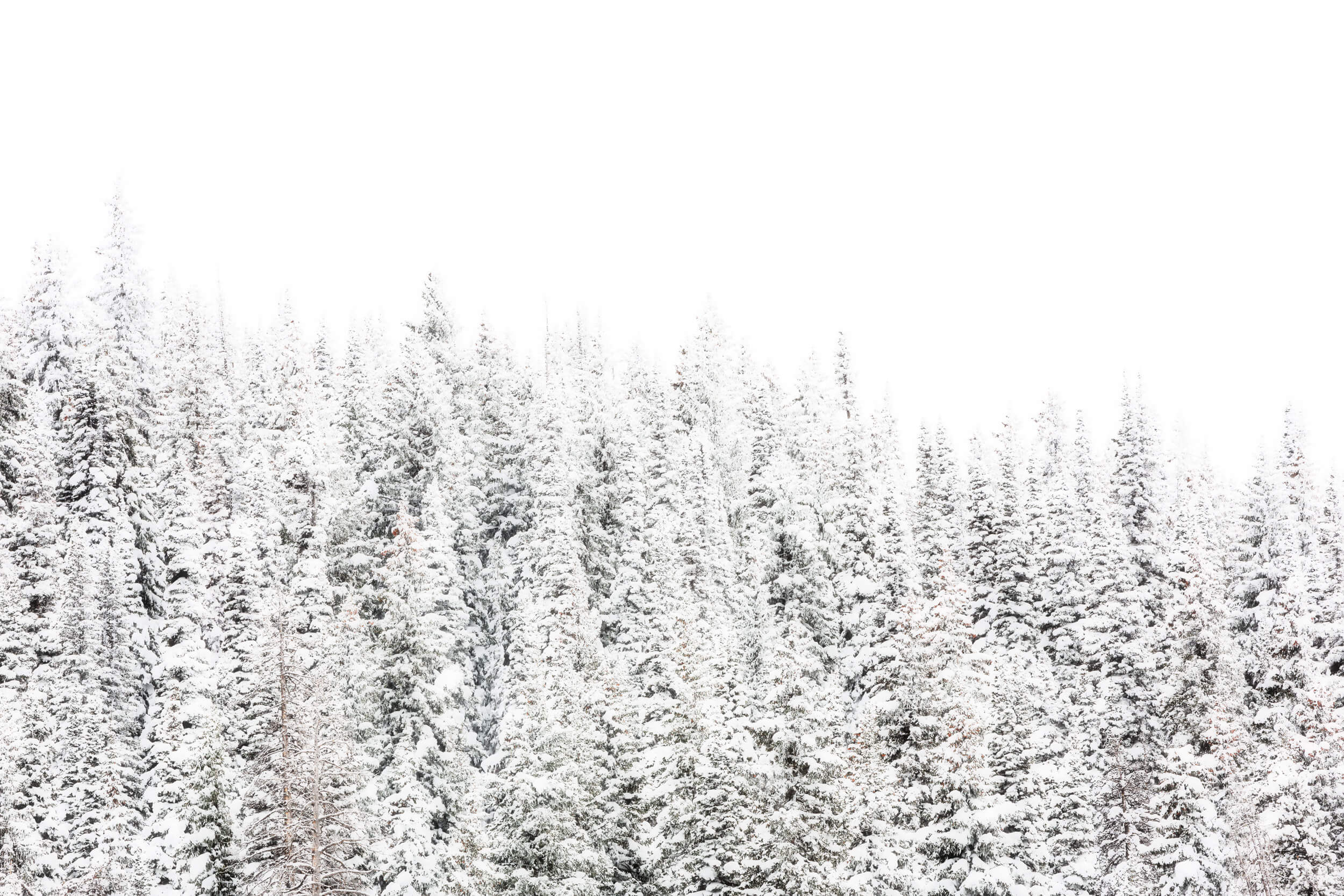 A picture of snowy trees outside of Steamboat Springs Ski Resort in Colorado.