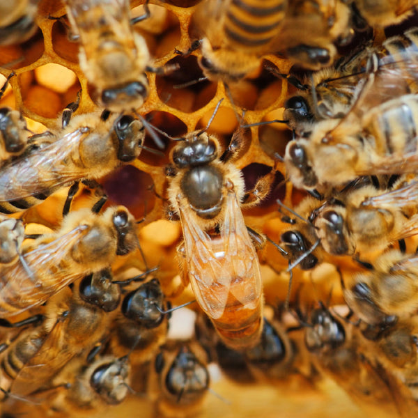 queen bee surrounded by worker bees