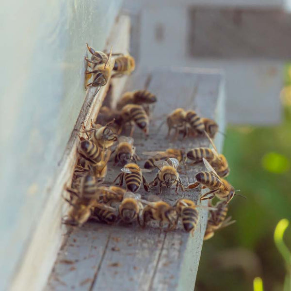 honey bees on a landing platform grooming