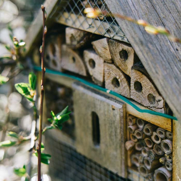 native bee house