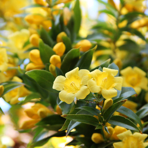 carolina jessamine