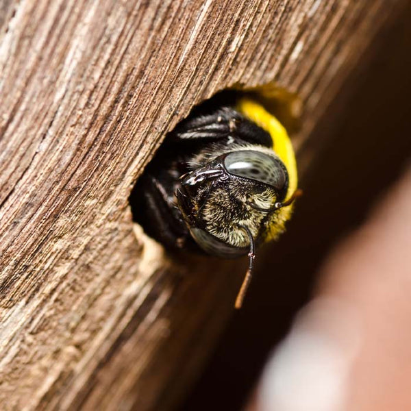 carpenter bee peeking out of a hole