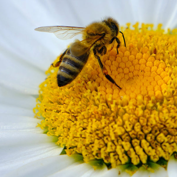 honey bee on a daisy