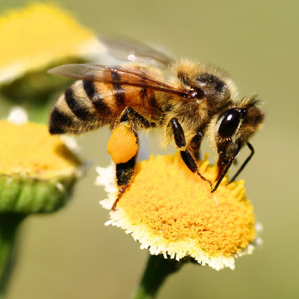 honey bee with pollen on legs