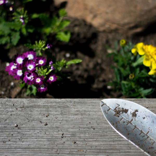 planting flowers