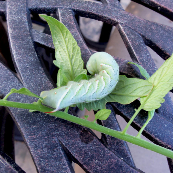 hornworm on a tomato leaf