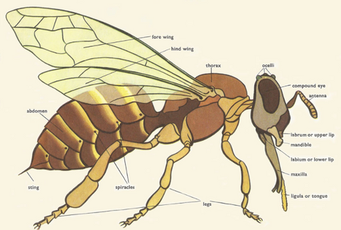 Anatomy of a honey bee