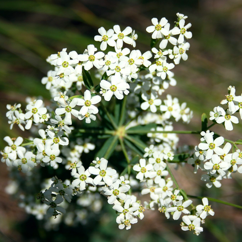 flowering spurge Cody Hough, CC BY-SA 3.0 <https://creativecommons.org/licenses/by-sa/3.0>, via Wikimedia Commons