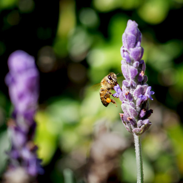 bee with pollen on lavender