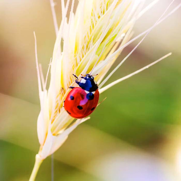 lady bug on a blade of grain