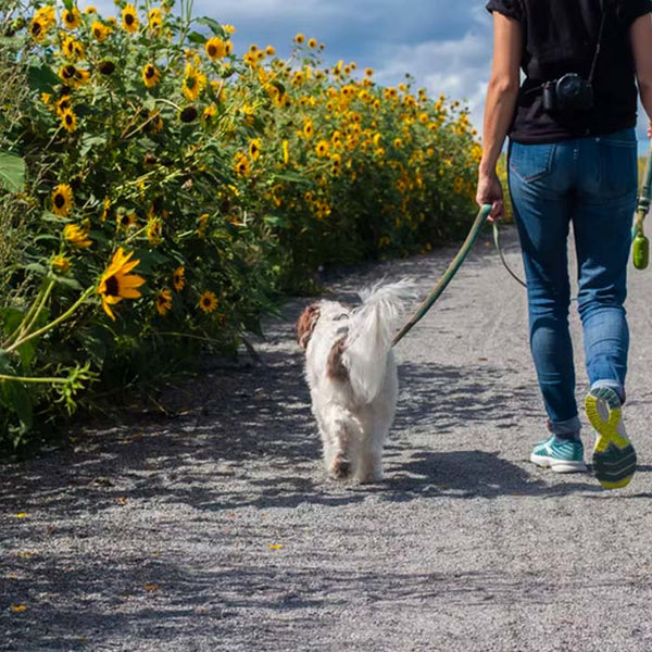 dog walking near sunflowers